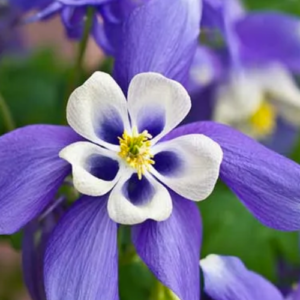 How To Grow Columbines