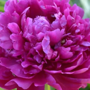 The Benefits of Adding Magnesium to Garden Soil