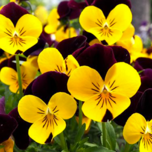 14 Beautiful Different Types of Pansies￼