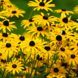 12 Perennials That Attract Bees￼