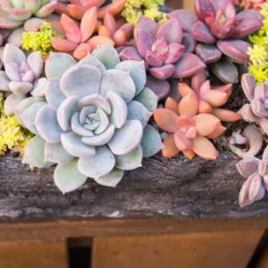 10 Interesting Facts about Succulents￼