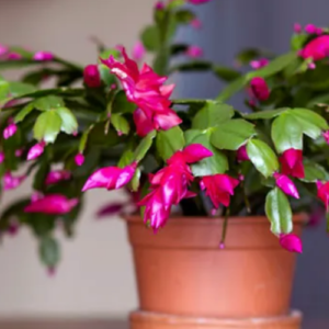 How to Report Your Christmas Cactus (Step by Step)