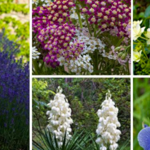 15 Rabbit Resistant Perennials (Photos)￼