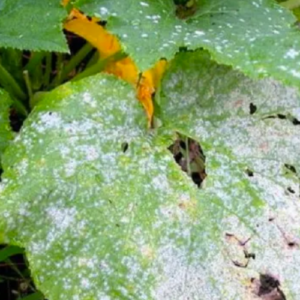 13 Natural Ways to Get Rid of Powdery Mildew on Plants￼