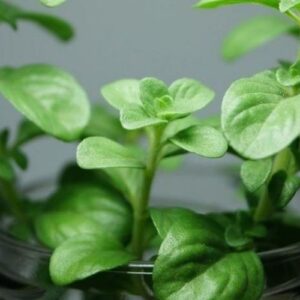 51 Plants You Can Grow in Water