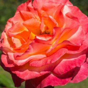 Tips on How to Use Epsom Salt for Beautiful Roses￼