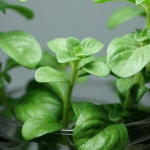 51 Plants You Can Grow in Water