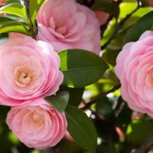 Tips on Growing Camellia Plants (Growing Guide)