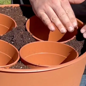 5 Brilliant Container Gardening Tips