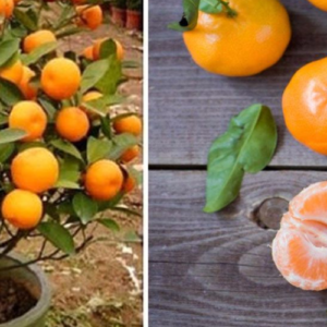 Stop buying tangerines. Here’s how to grow hundreds at home