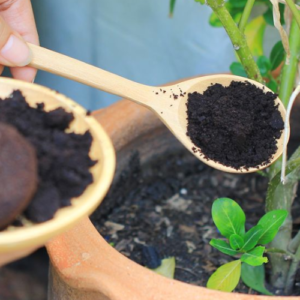 Stop throwing out coffee grounds. Here are 10 reasons they’ll change the way you plant