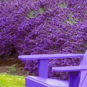 8 plants that’ll protect you from mosquitoes for good