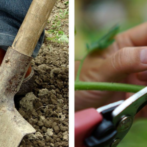The right way to plant tomatoes (and get plants up to 8 feet high)