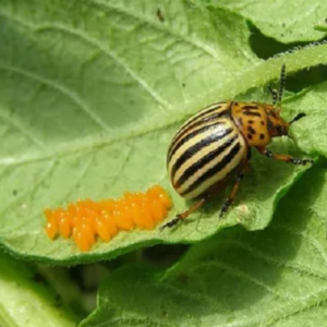 13 Natural Ways to Get Rid of Colorado Potato Beetles (Potato Bugs)