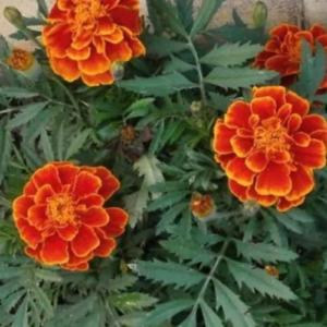 10 Marigold Garden Benefits and How to Grow