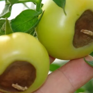 9 Natural Ways to Stop Blossom End Rot