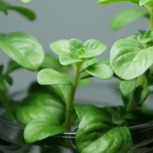 51 Plants You Can Grow in Water