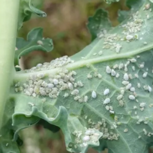 18 Natural Ways to Get Rid of Aphids on Plants