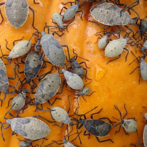 29 Natural Ways to Get Rid of Bugs on Plants
