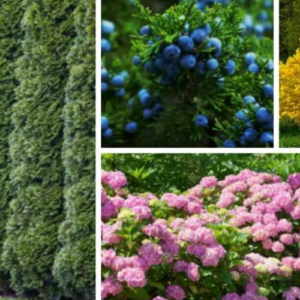 15 Fast Growing Privacy Shrubs & Bushes