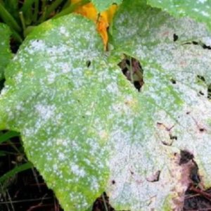13 Natural Ways to Get Rid of Powdery Mildew on Plants