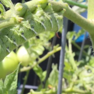 17 Natural Ways to Get Rid of Tomato Hornworms