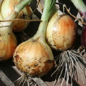 How to Plant Onions at Home: Basic Growing Guide