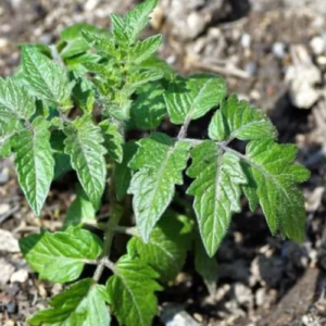 11 Ways to Use Epsom Salt for Plants