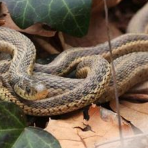 16 Natural Ways to Get Rid of Snakes in Yard & Garden