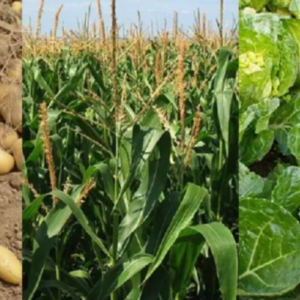 Crop Rotation: All You Need to Know