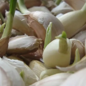 How to Plant Garlic From a Clove: Basic Growing Guide