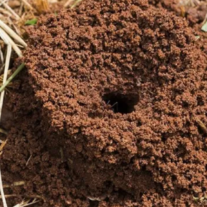 23 Natural Ways to Get Rid of Ants in the Garden & House