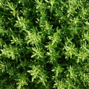 15 Pretty and Fragrant Perennials