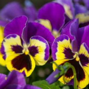 Tips on Growing and Caring for Pansies