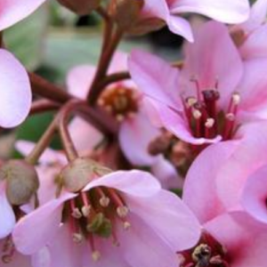 How To Grow and Care For A Bergenia Plant