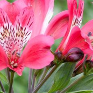 20 Favorite Perennial Flowers