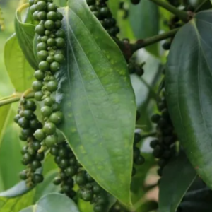 How to Grow Black Pepper at Home (Ultimate Guide)