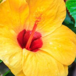 Hibiscus Tree Care: Complete Guide on Growing Hibiscus