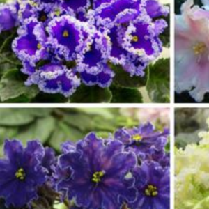 20 Different African Violet Varieties (Photos)