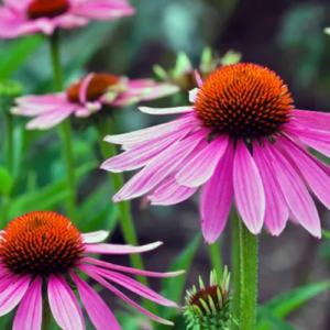 Growing Coneflower Plants (Grow and Care Guide)