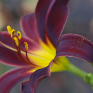 18 Black Flowers For A Dynamic Garden￼