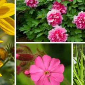 17 Full Sun Perennials for Your Garden (Photos)