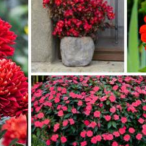 10 Beautiful Bold Red Annuals For your Garden