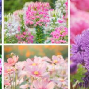 Annual Flowers for a Lovely Cottage Garden