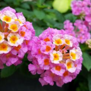 10 Different Types of Lantana (Plus Growing Tips