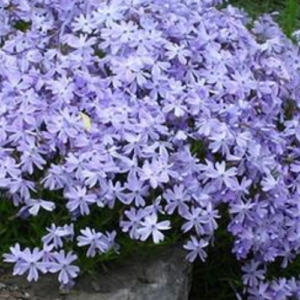10 Best Plants for Erosion Control