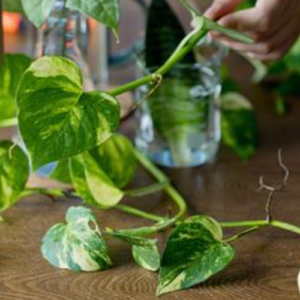 How to Propagate a Pothos in Water (Easy Steps)