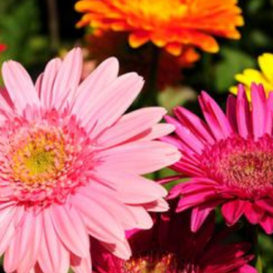 5 Common Daisy Flowers That Are Perfect for Beginning Gardeners
