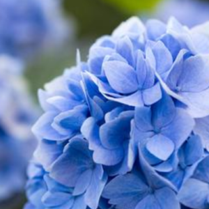 5 Deadly Plants You Might Have at Home