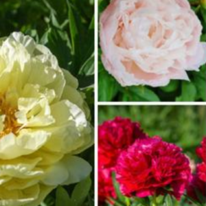 17 Gorgeous Types of Peonies